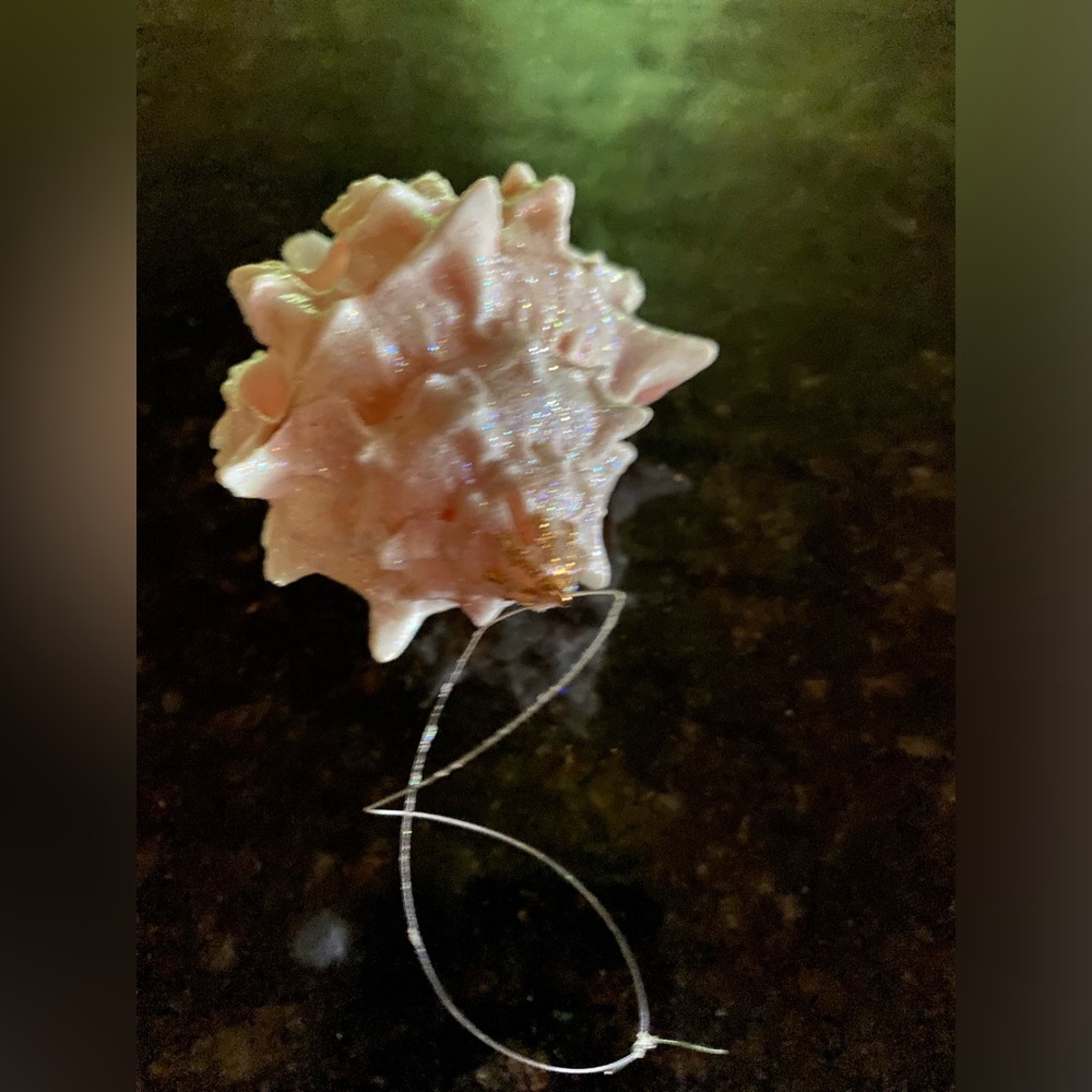 NWOT shell Christmas/anytime ornament.